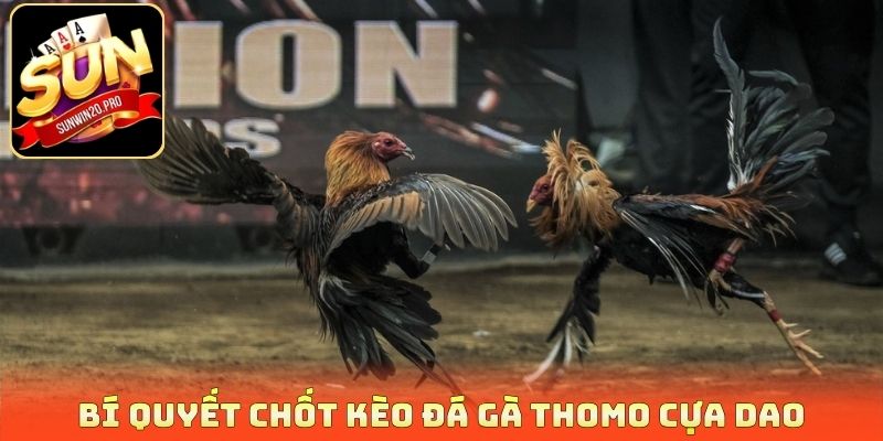 Bí quyết chốt kèo đá gà thomo cựa dao