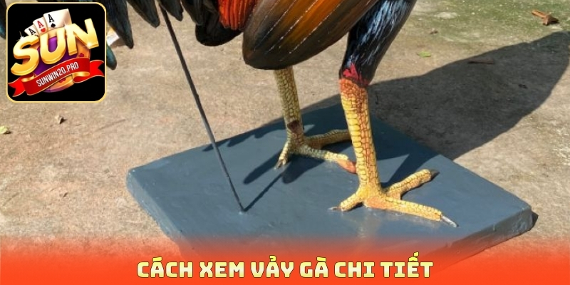 Cách xem vảy gà chi tiết