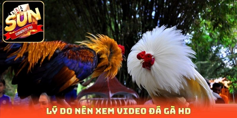 Lý do nên xem video đá gà HD