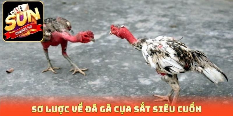 Sơ lược về đá gà cựa sắt siêu cuốn